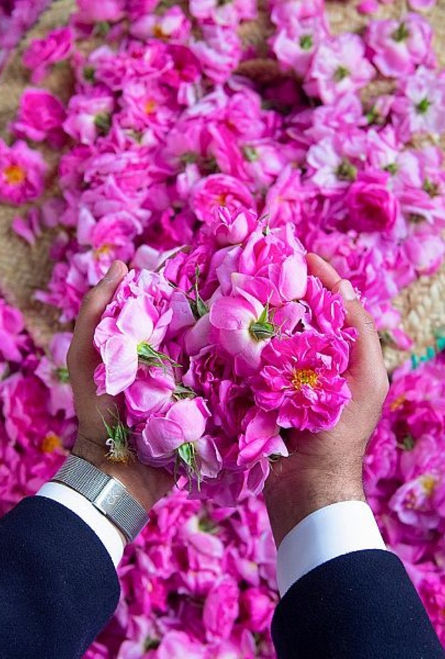 الورد الطائفي.. سحر خاص لمدينة العطور والورود - المصدر وكالة الأنباء السعودية