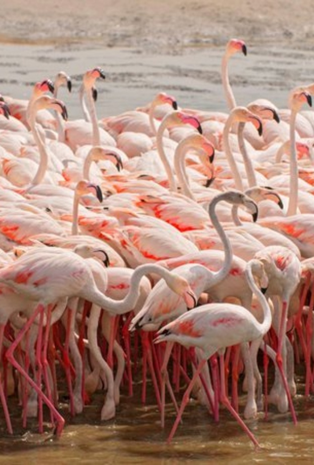 محمية رأس الخور للحياة البرية