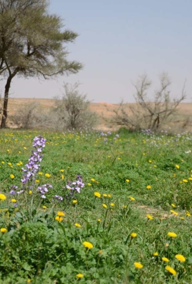 محمية الإمام تركي بن عبدالله الملكية.. وجهة ساحرة لعشاق الطبيعة - المصدر محمية الإمام تركي بن عبدالله الملكية