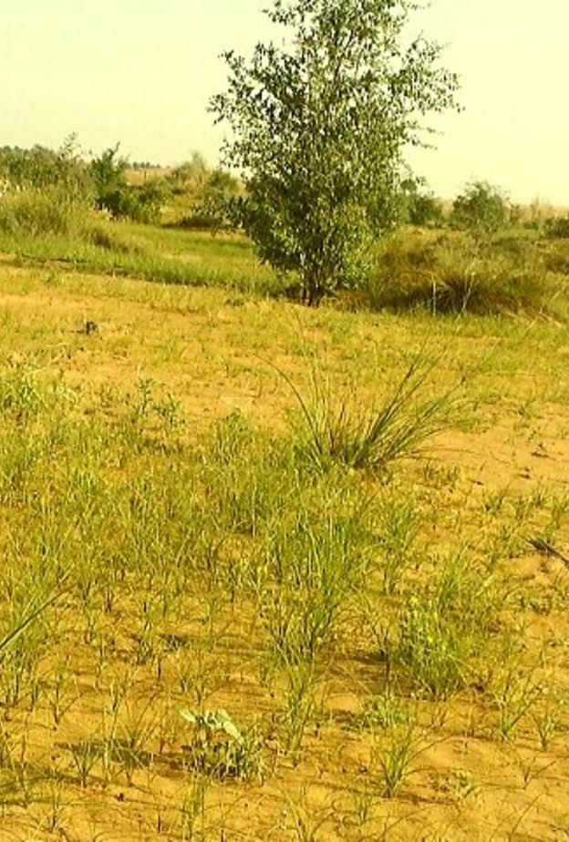 محمية حزام غابات المنتثر وجهة ساحرة لعشاق الطبيعة