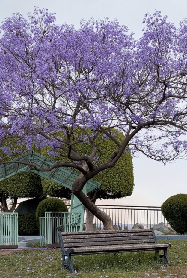 سحر الطبيعة يتجسد في أبها - المصدر حساب A1AMH