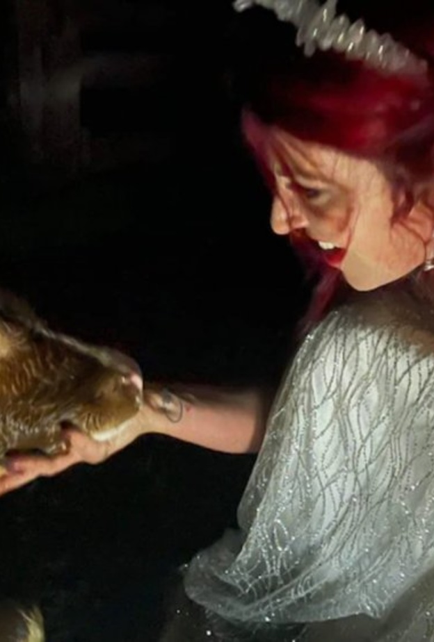 عروس تساعد في ولادة بقرة بفستان الزفاف