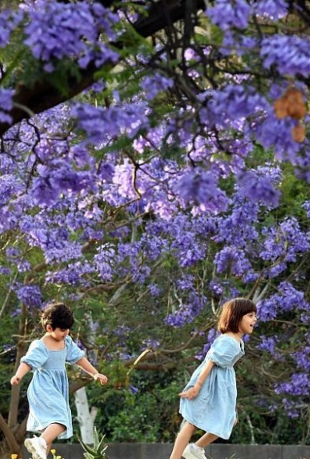 أشجار الجاكرندا تحول أبها إلى لوحة طبيعية خلابة - المصدر وكالة الأنباء السعودية