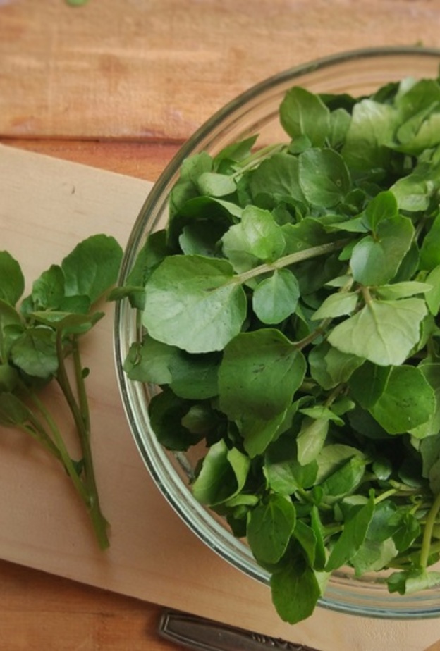  فوائد الجرجير في الوقاية من السرطان والحفاظ على صحة العظام