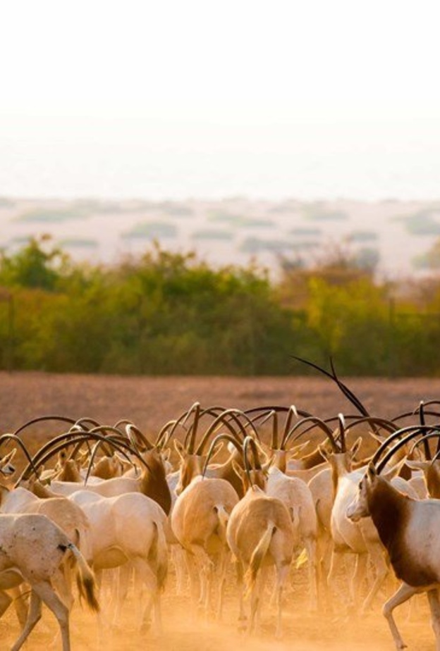 منتزه الحياة البرية العربية في أبوظبي.. تجربة مشوقة في أحضان الطبيعة