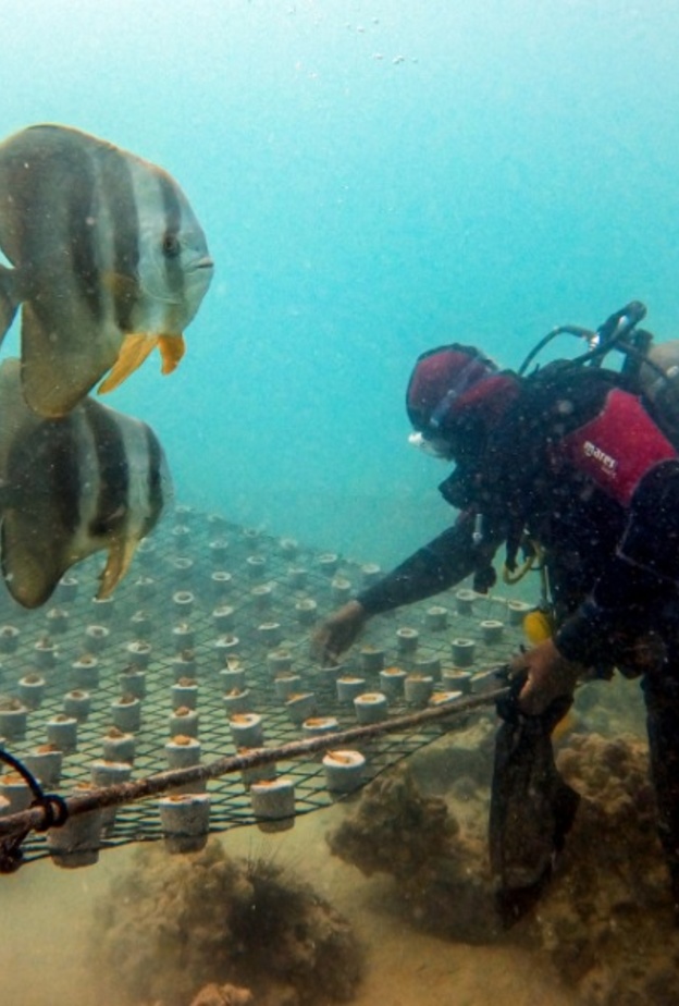 أكثر من مليون مستعمرة من الشعاب المرجانية في المشروع