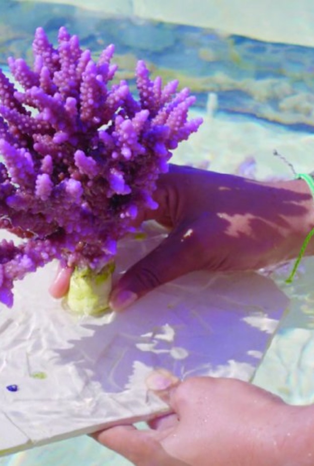 إنشاء أكبر حديقة مرجانية في العالم الصورة من حساب جامعة كاوست