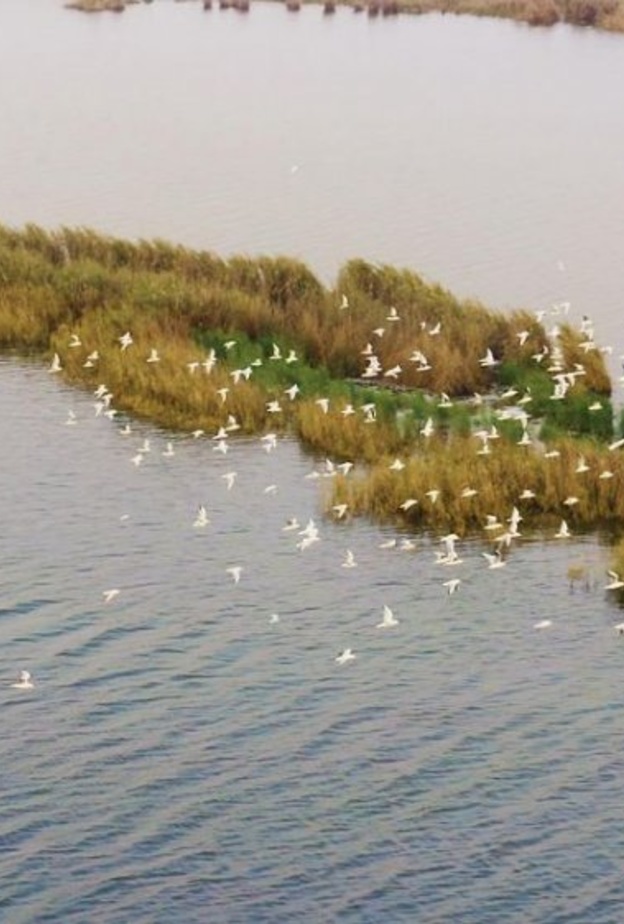 الطبيعة الخلابة في الأحساء - المصدر وكالة الأنباء السعودية