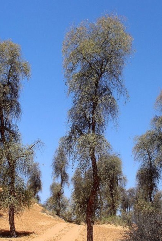  سحر الطبيعة في محمية المنتثر الطبيعية - المصدر تويتر