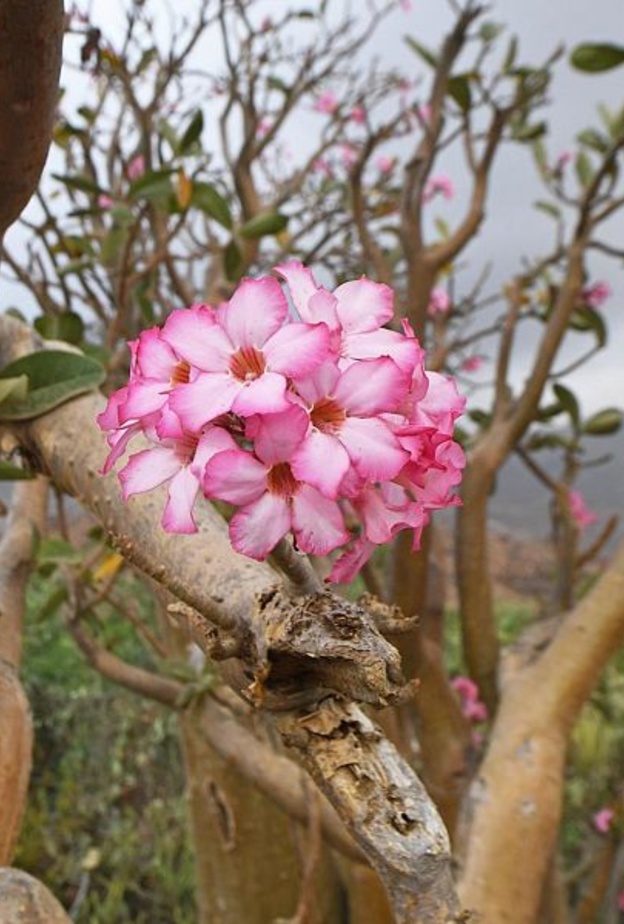 زهور عسير.. ألوان زاهية وروائح عطرية تأسر القلوب - المصدر وكالة الأنباء السعودية