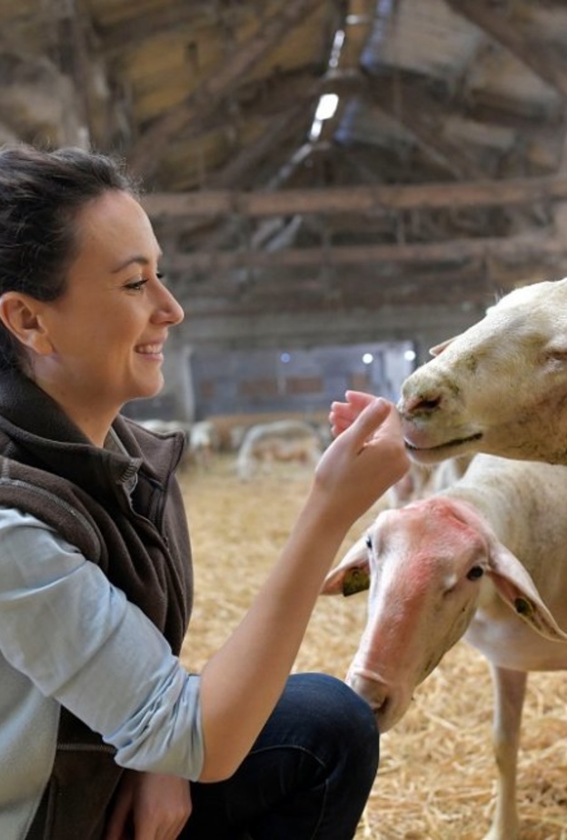 كيف تشاركين زوجك اختيار خروف العيد