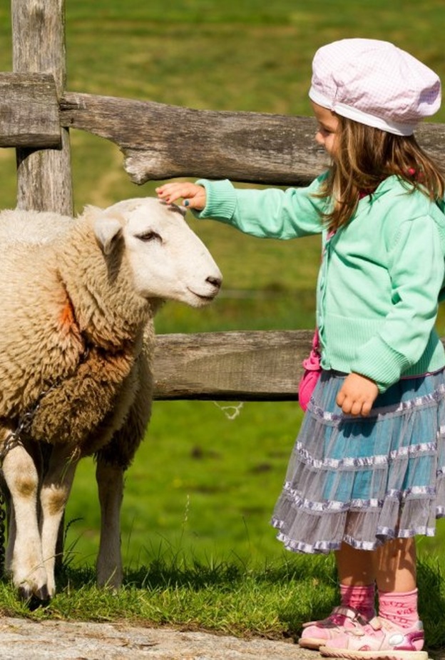 ما هي أسباب رفض الطفل تناول لحم خروف العيد