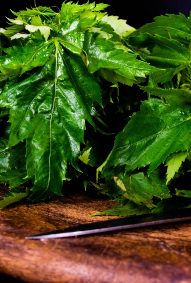 فوائد صحية غير متوقعة للملوخية