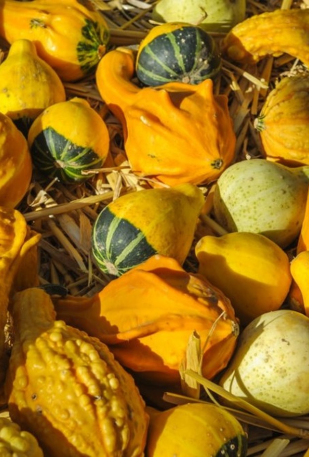 ماهي نباتات الاسكواش وما فوائدها الصحية