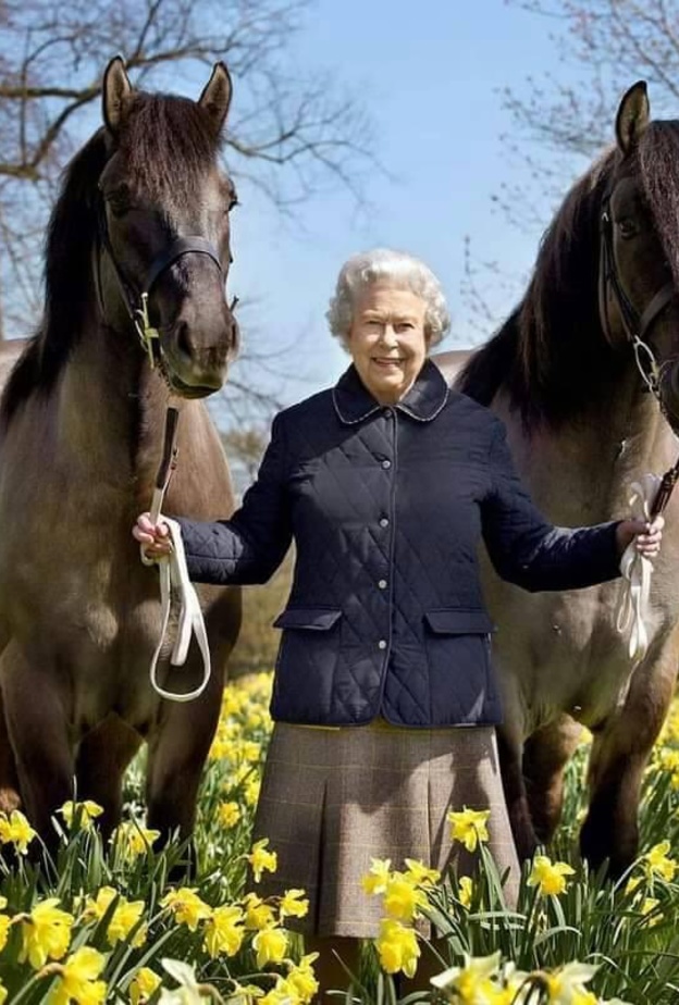 إجمالي جوائز خيول الملكة الفائزة 18 مليون إسترليني