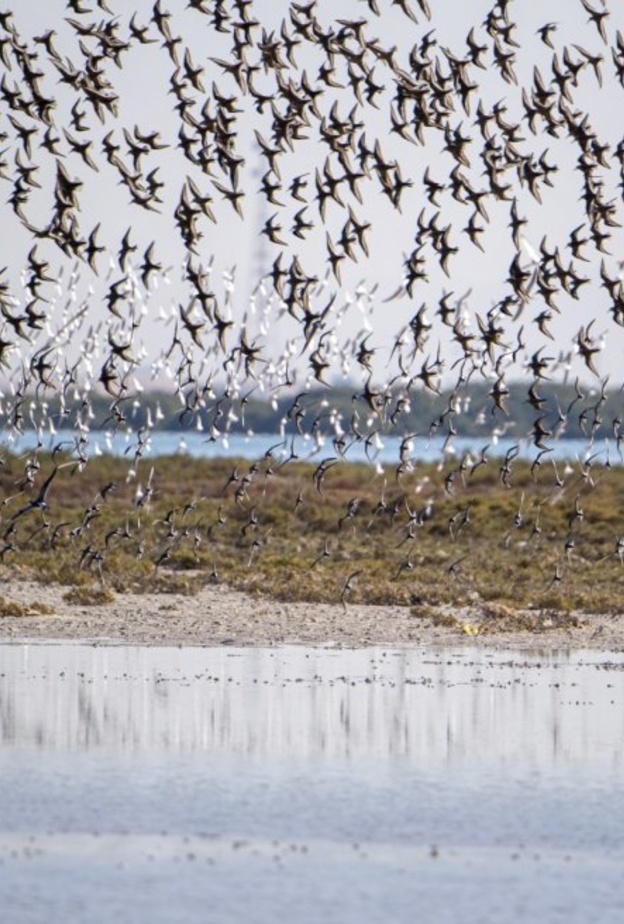 محمية السينية.. طبيعة خلابة وأجواء مثالية لعشاق الطبيعة والاستجمام بالإمارات- المصدر وكالة أنباء الإمارات