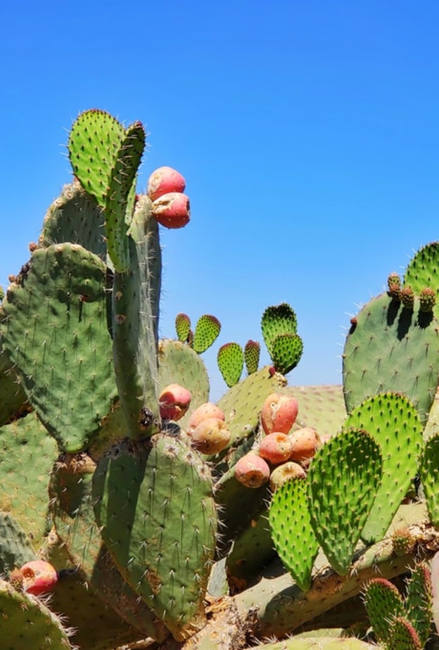  ماهي فوائد التين الشوكي الصحية