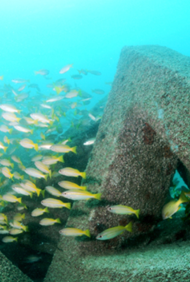 المحميات البحرية في الفجيرة.. أنشطة متنوعة لعشاق البحر والهواء العليل - المصدر وكالة أنباء الإمارات 