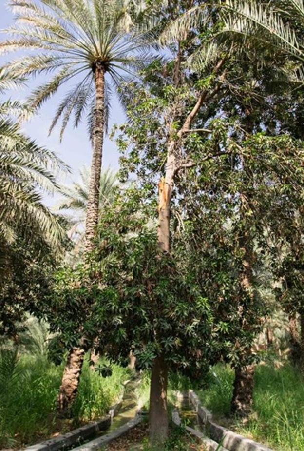 أجواء مثالية لجميع العائلة في الواحة المصغرة- المصدر أبوظبي للسياحة والثقافة