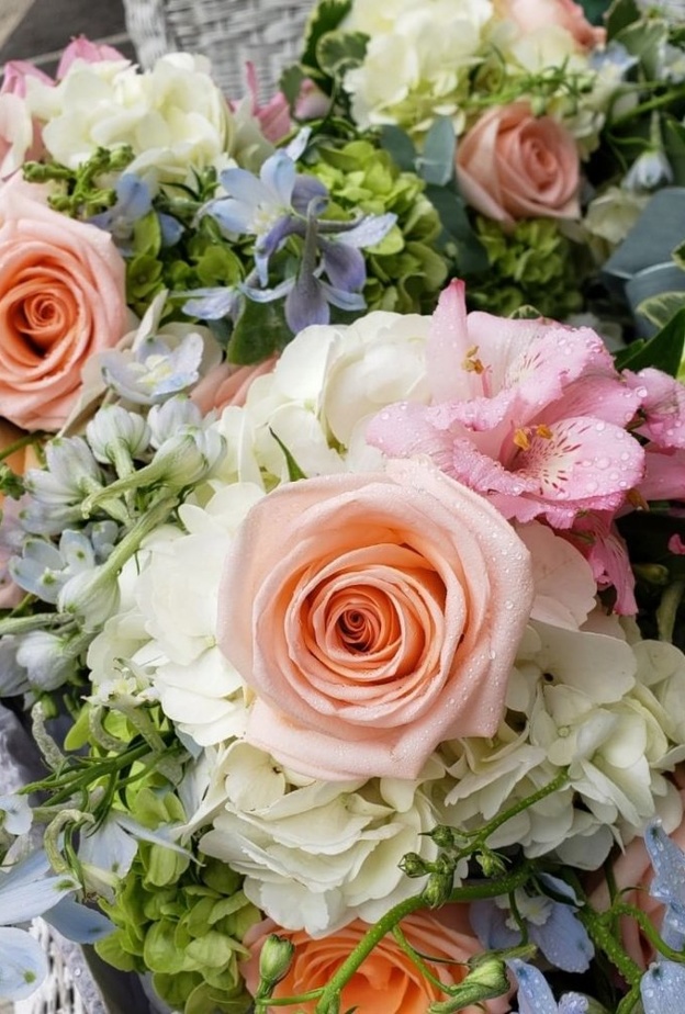 الكوبية Hydrangeas