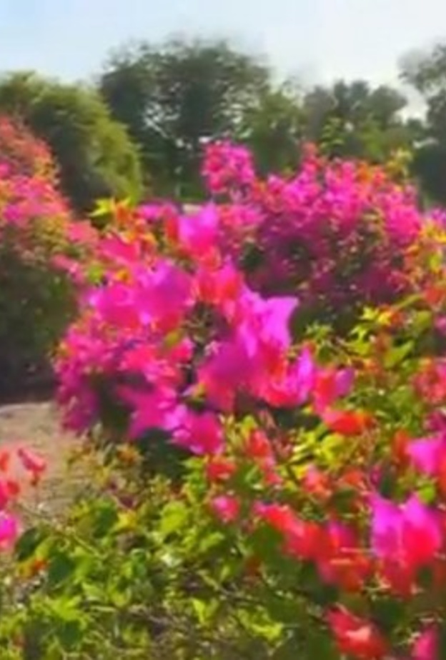 المساحات الخضراء تزيد من جمال منتزه خليفة ابوظبي - المصدر منتزه خليفة ابوظبي