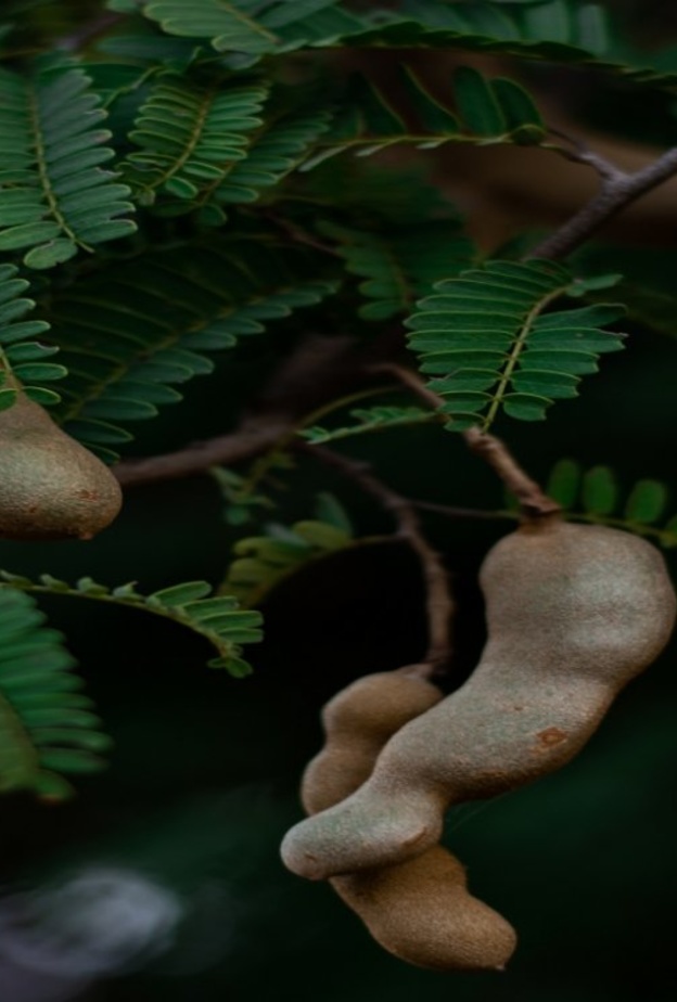  ماهي فوائد التمر الهندي للكبد