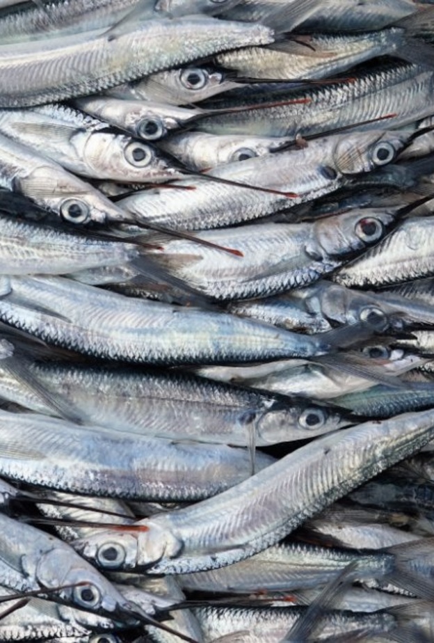  فوائد سمك الانشوجة الصحية