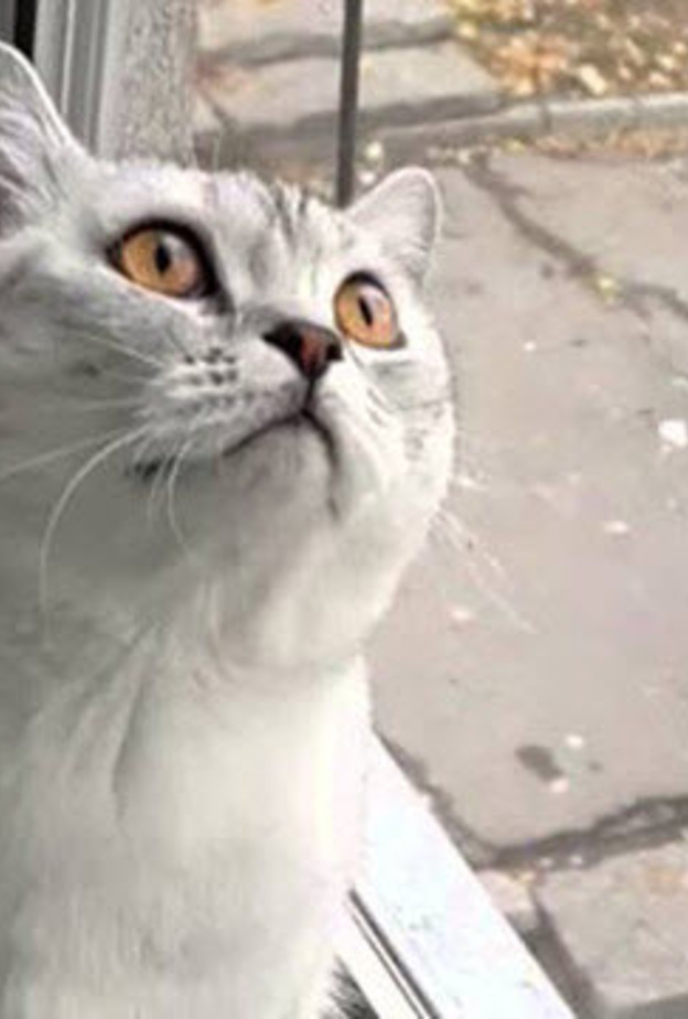 القط الأكثر تركيزاً