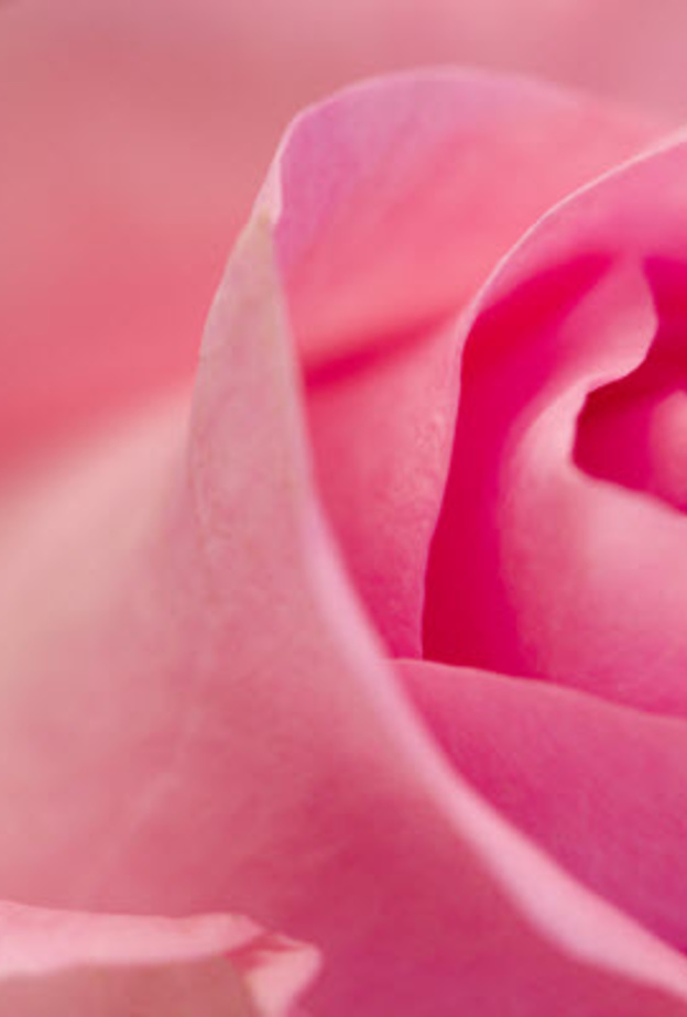 سينتشر اللون الزهري في معظم فنادق ومطاعم دبي خلال شهر أكتوبر دعماً لحملة سرطان الثدي