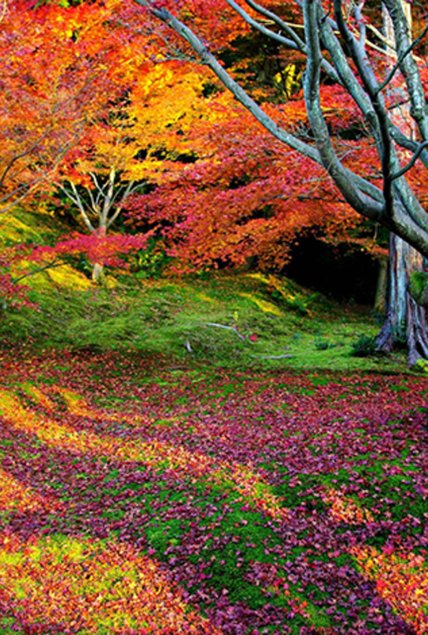 كيوتو Kyoto .. أفضل مدينة في العالم 2015