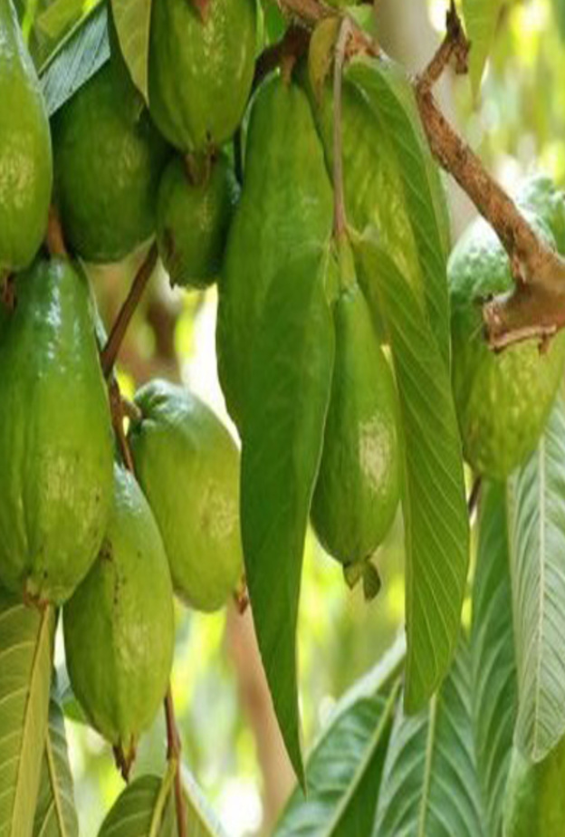 الجوافة