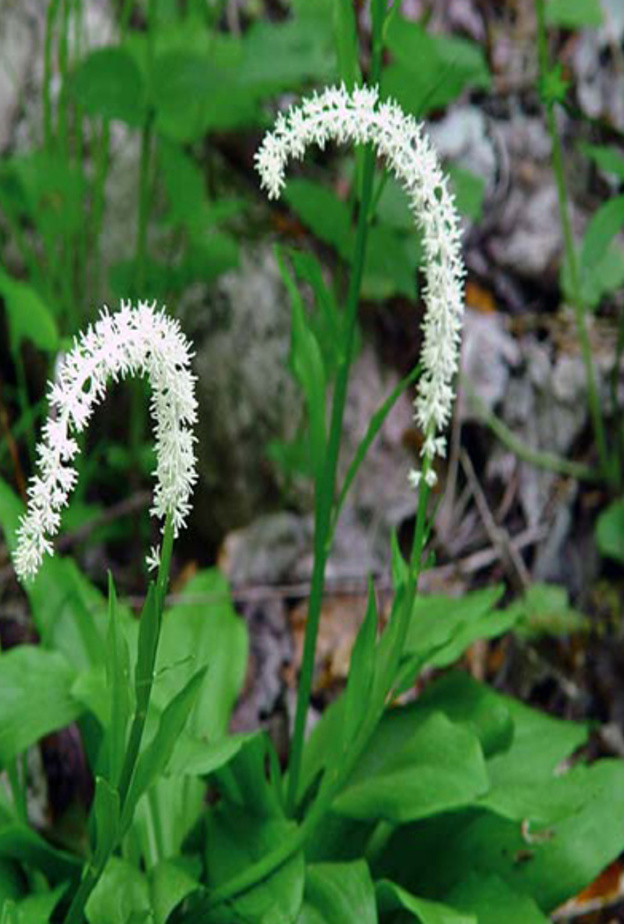 نبتة الهيلونيا علاج مشاكل الدورة الشهرية
