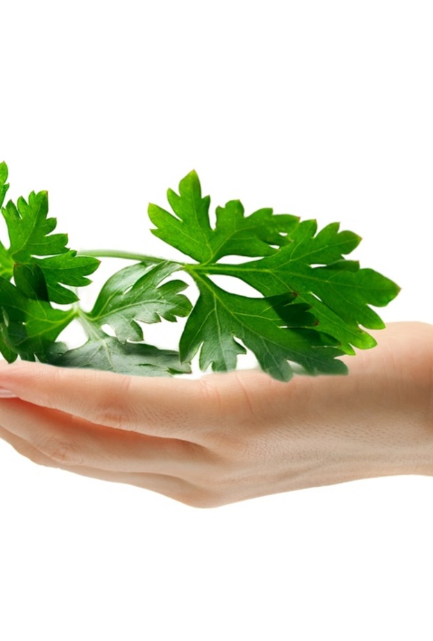 البقدونس علاج طبيعي للسكري و تقوية العظام