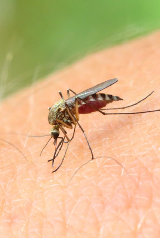 يتتقل فيروس زيكا من خلال لسعة البعوض الزاعج