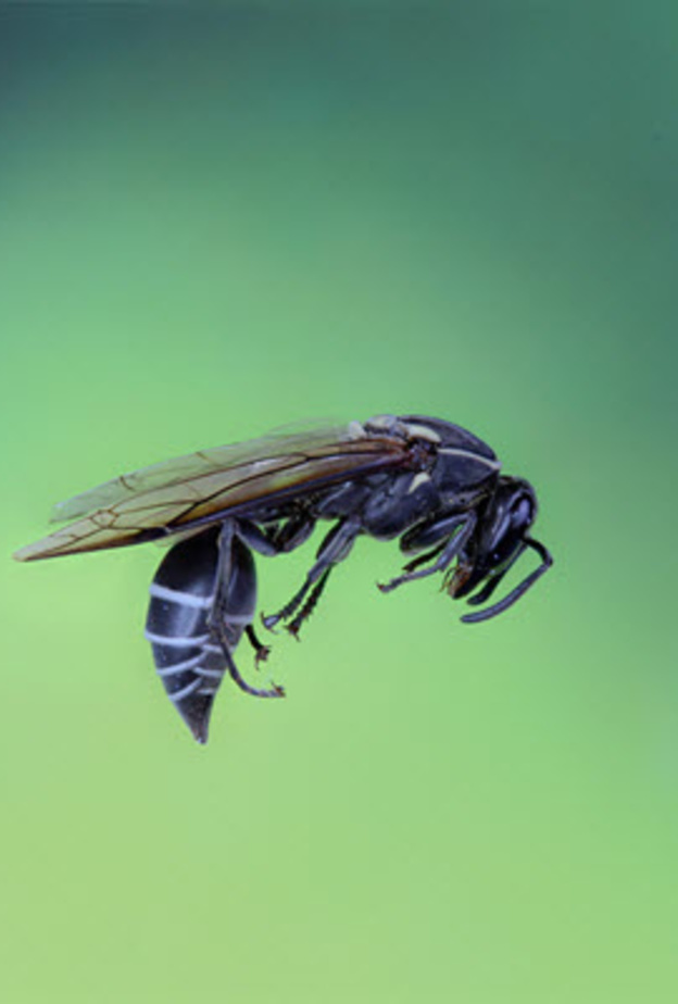 هل الشفاء من السرطان سيصبح ممكناً من خلال سمَ هذه الحشرة؟