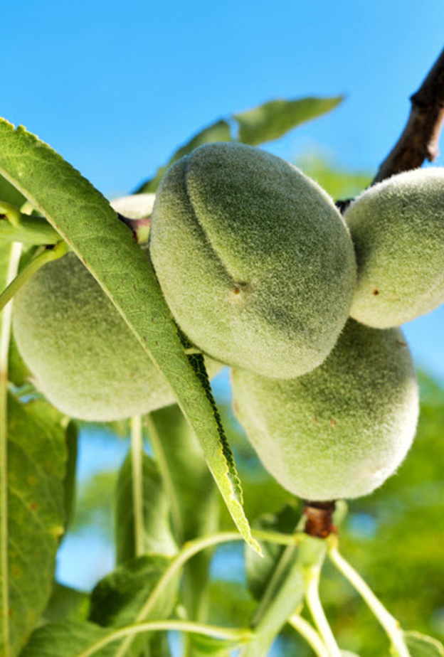 اللوز الاخضر من ثمار الربيع اللذيذة والمفيدة