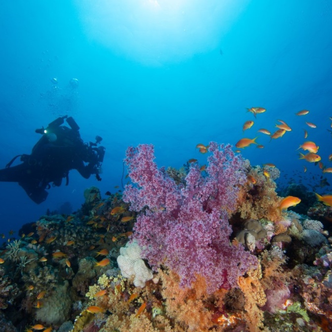 أكثر من بحر.. حملة سعودية عالمية للترويج للسياحة في البحر الأحمر