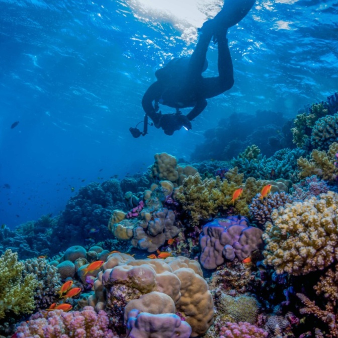 استكشاف الشعاب المرجانية في البحر الأحمر في الشتاء