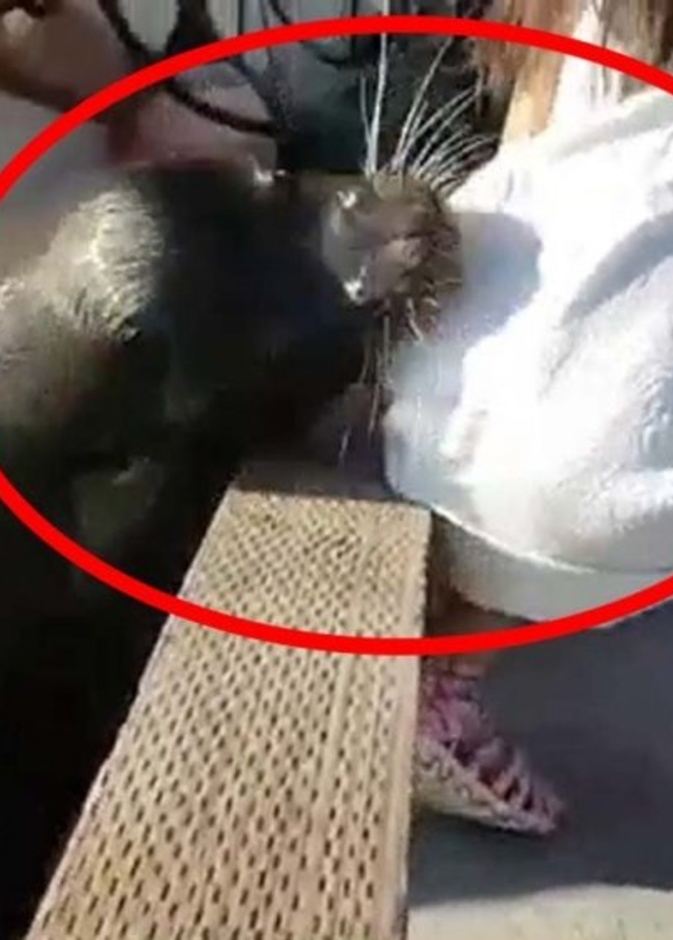 كلب البحر وهو يجذب طفلة إلى الماء