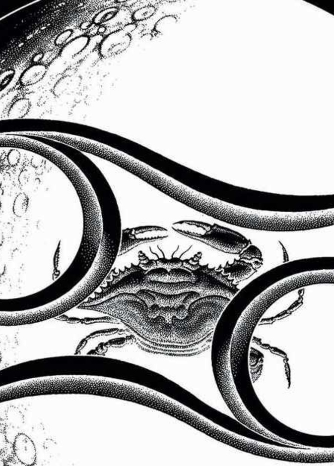 يعتمد مولود السرطان على حدسه لاخذ القرارات