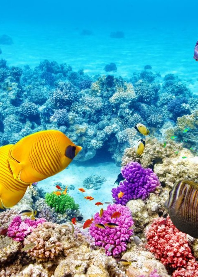 متعة الغوص في محمية نبق