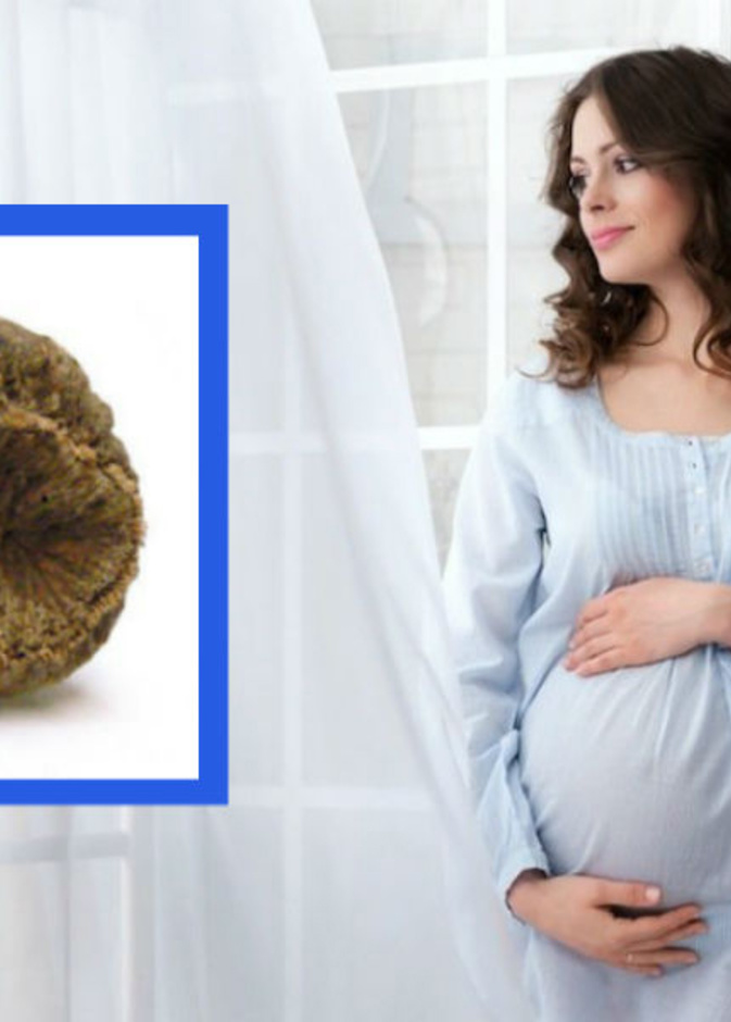 نبات القسط الهندي و الحمل