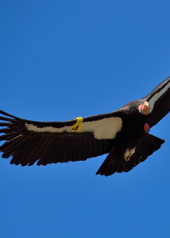 طائر الكندور