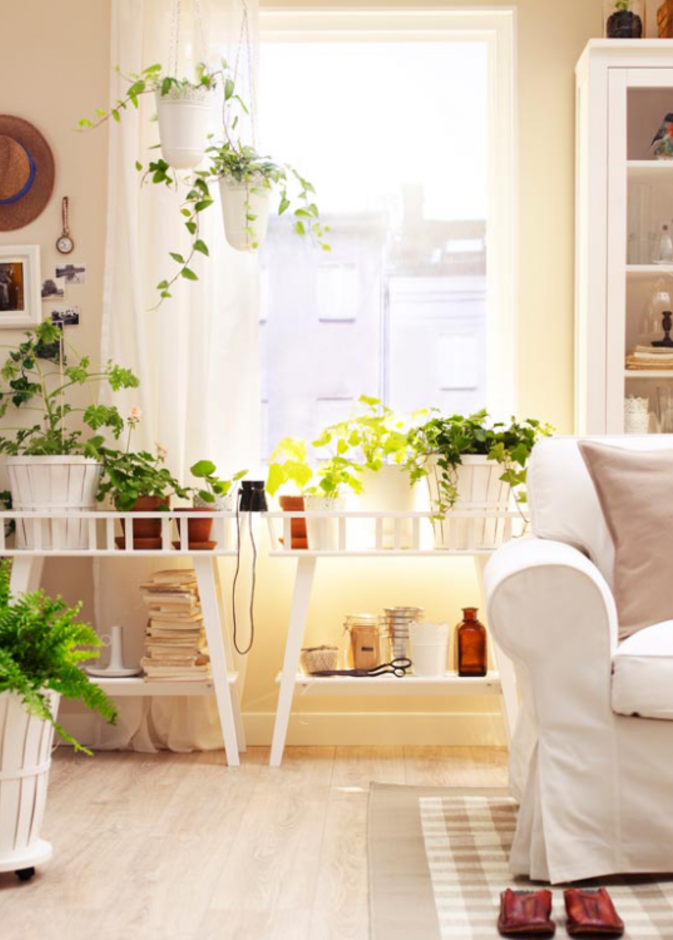 إضافة النباتات