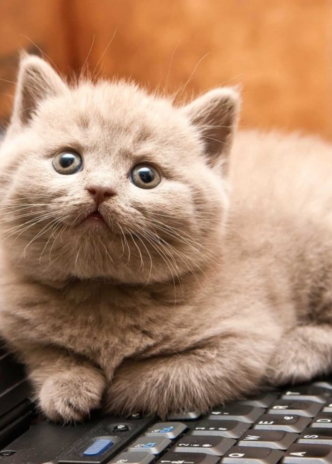 قطة تحرج عمدة مدينة ريغا على الهواء مباشرة