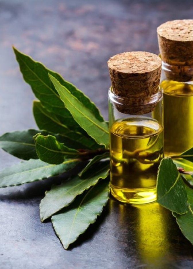 زيت ورق الغار يخلص الجسم من الدهون