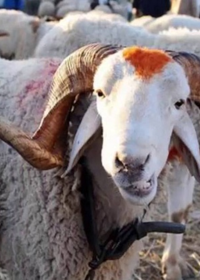 خروف العيد يسقط فوق مواطن تونسي من الطابق الثالث