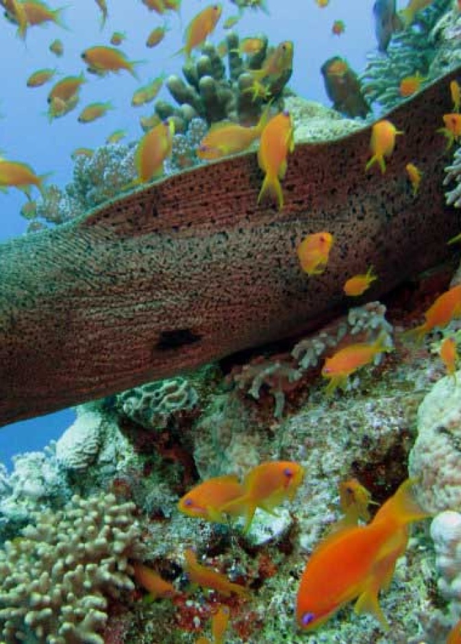 عالم البحار في بالاو