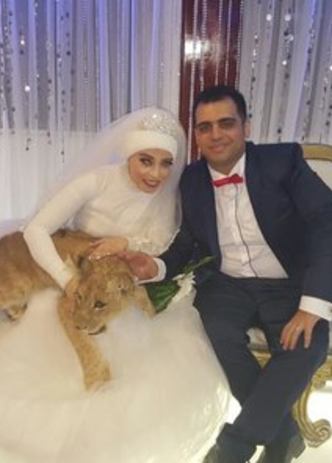 العروسان مع الاسد