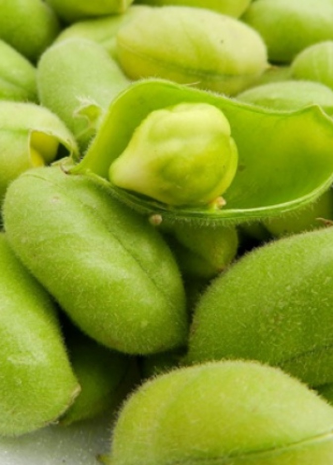 ما هي فوائد الحاملة - الحمص الاخضر 